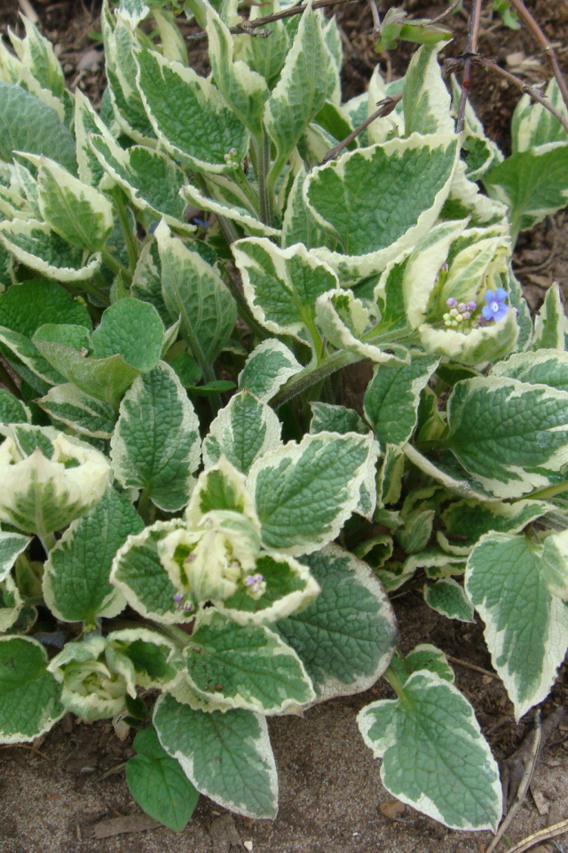 Многолетнее растение бруннера в парке