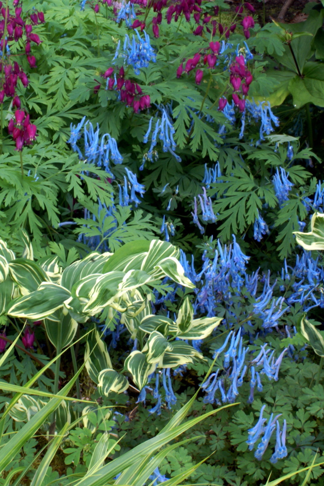 Растение бруннера в саду