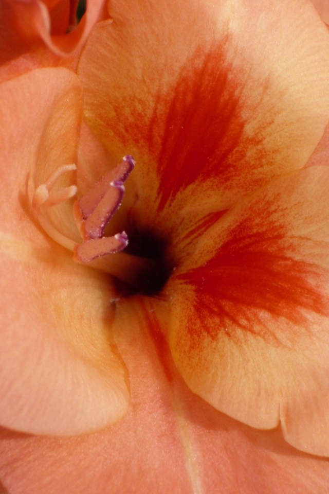 Бутон оранжевого гладиолуса