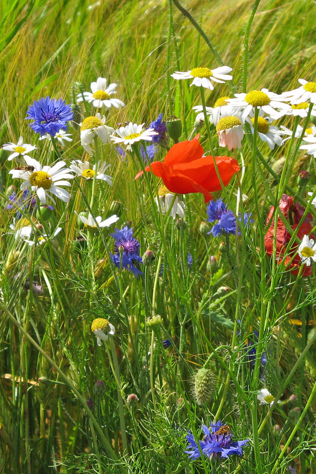 Семейка полевых цветов