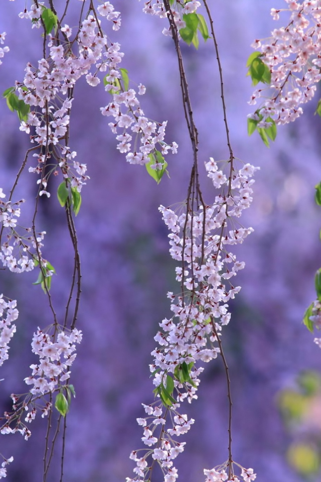 Гроздья из цветов
