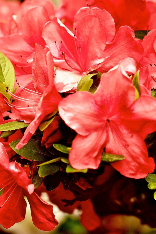 Куст красных цветов