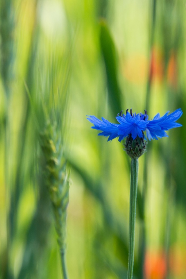 Лютик в поле