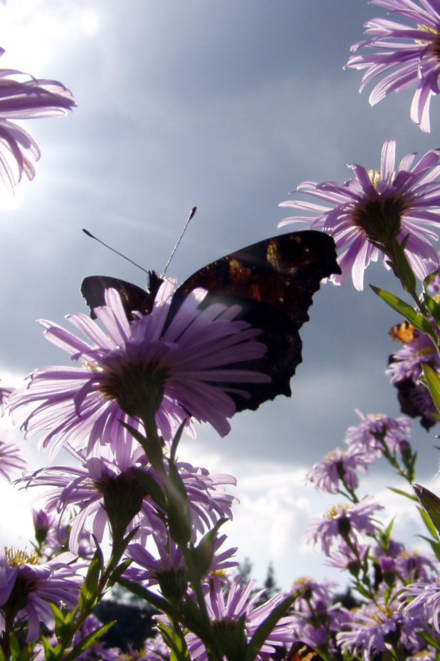 Бабочка на ромашках