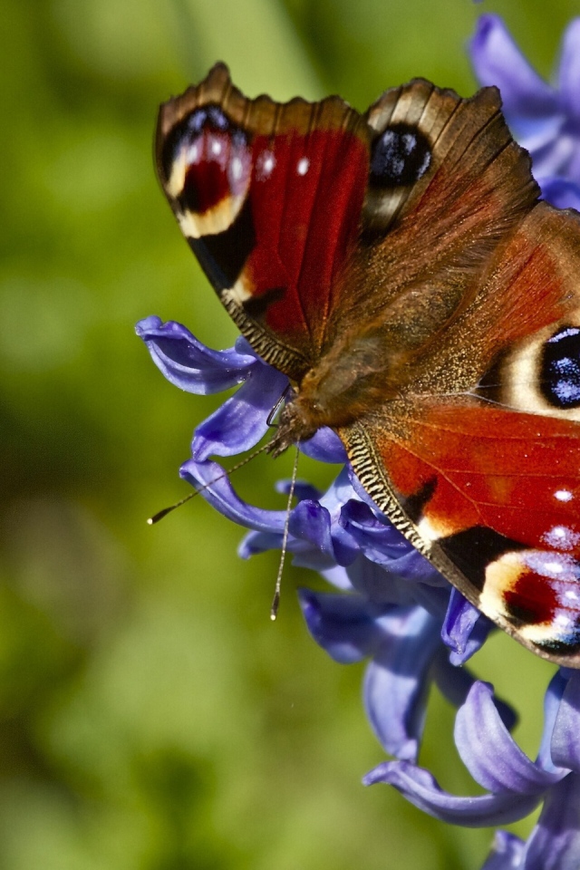 Бабочка на красивых цветах гиацинт