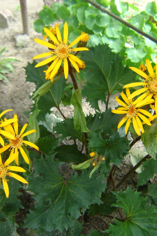 Красивый бузульник в саду