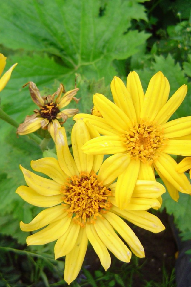 Красивое растение бузульник в парке