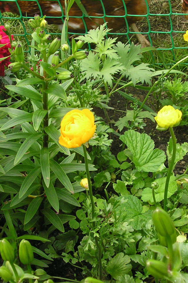 Растение бузульник на дачном участке