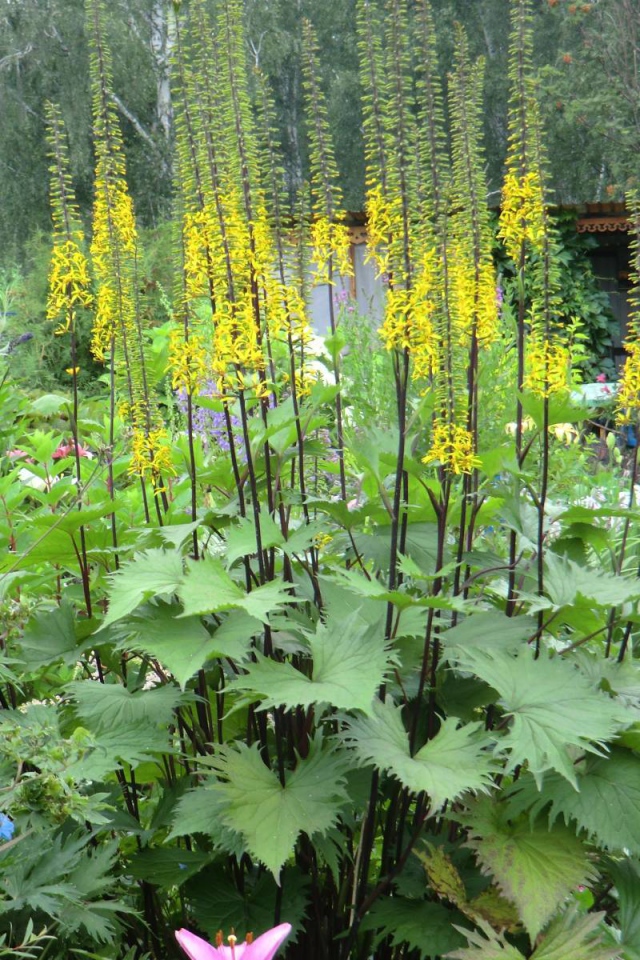 Растения бузульник в саду