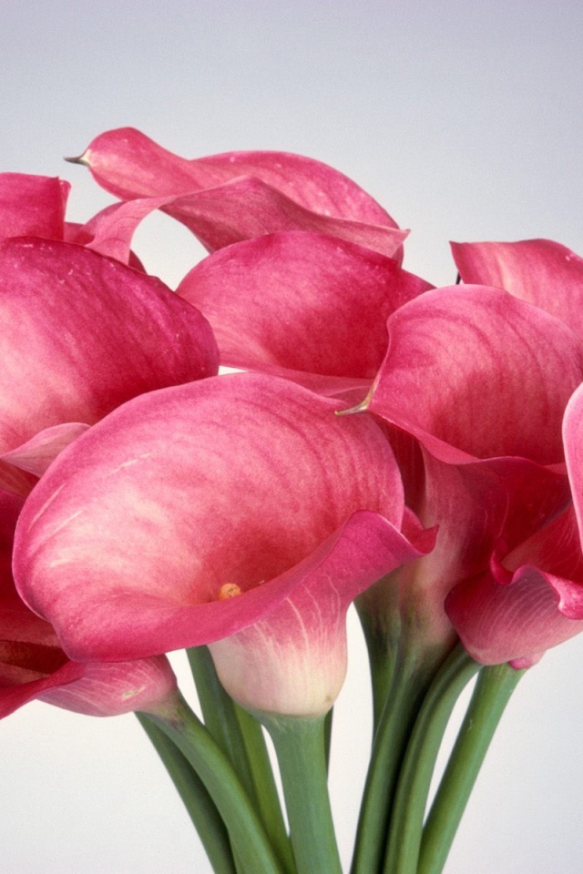 Калла лилии