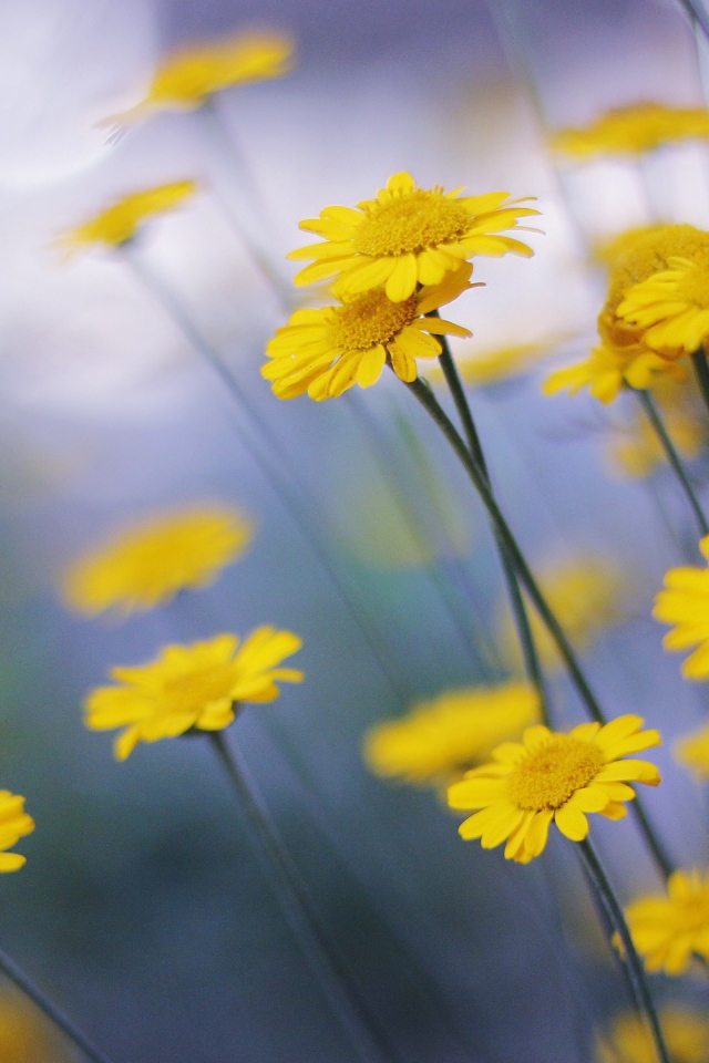 Желтые ромашки