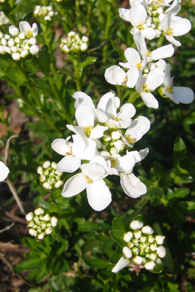 Кавказская резуха на поляне
