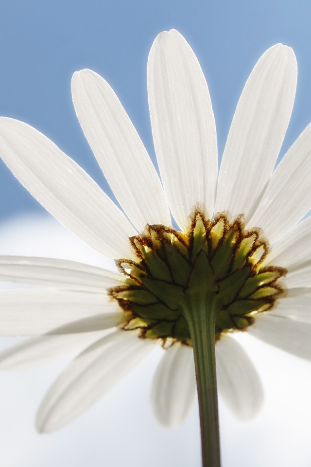 Ромашка на фоне неба