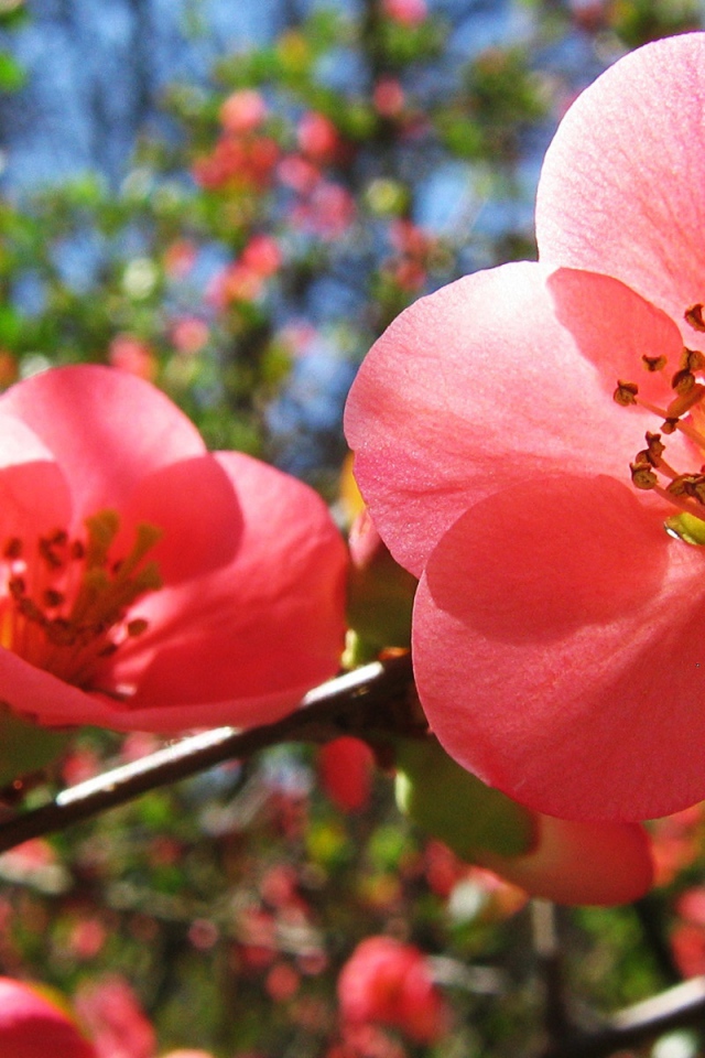 Цветы вишни