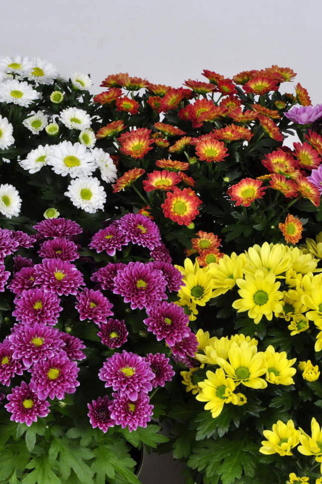 Букет цветов хризантема