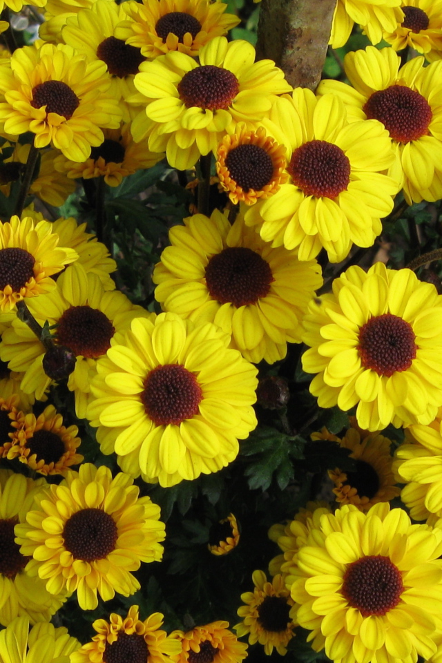 Выращивание цветов хризантема в саду