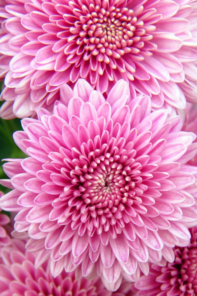 Хризантемы