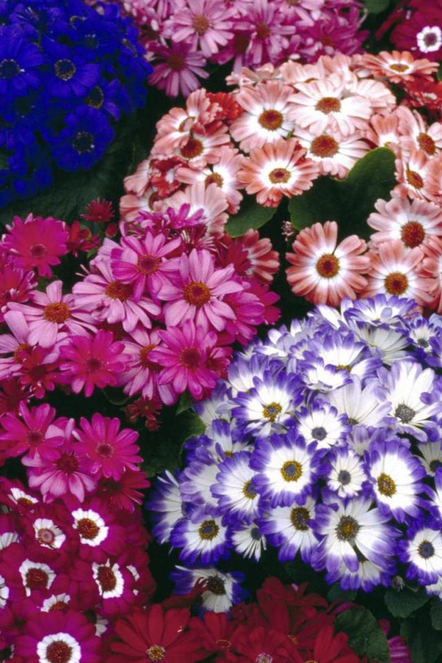 Красочный букет