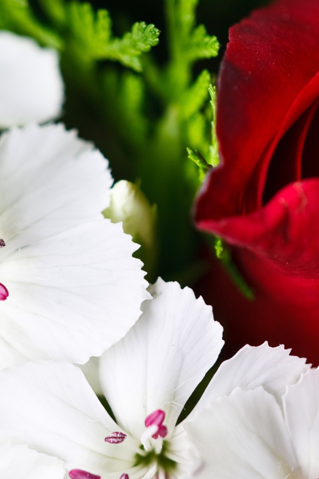 Красочные цветы