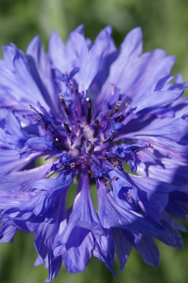 Красивые цветы васильки в парке