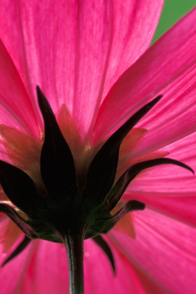 Космический цветок