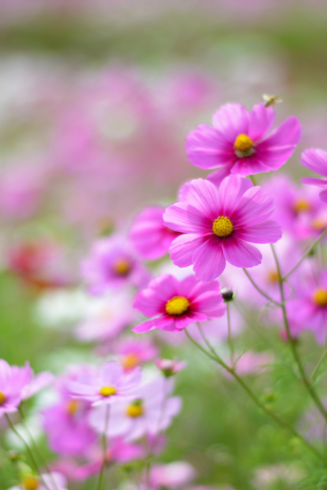 Выращивание цветов космея в саду