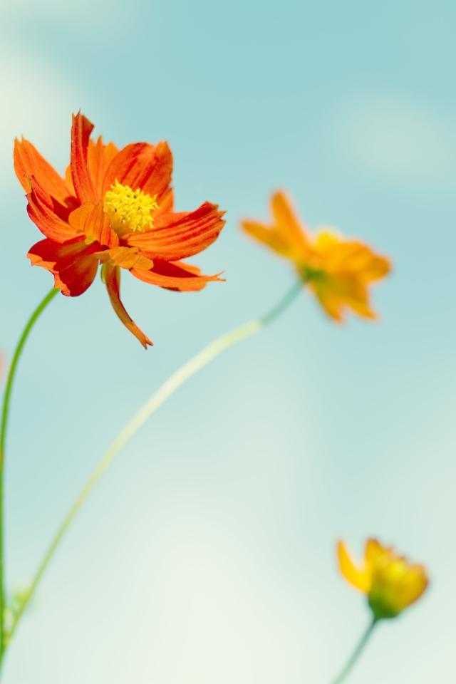 Космические цветы