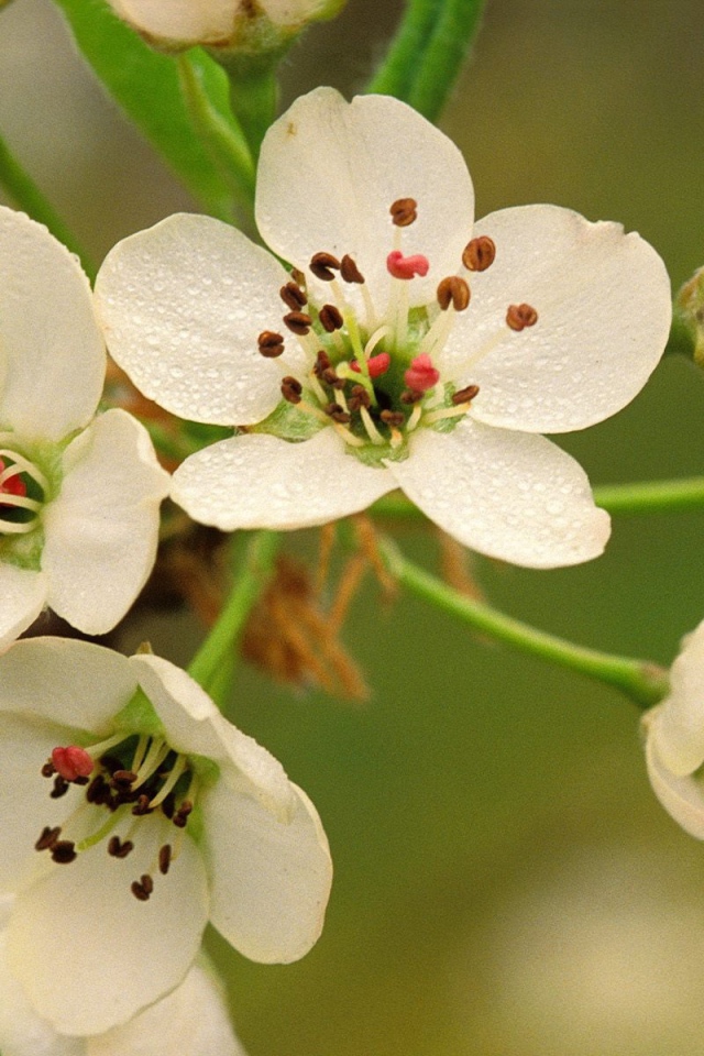 Весеннее цветение