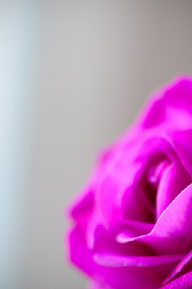 Mалиновая роза