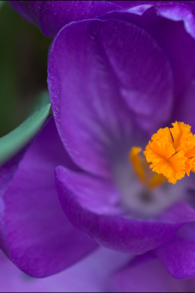 Крокус прекрасный цветок