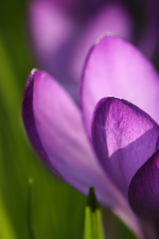 Крокус красивые цветы