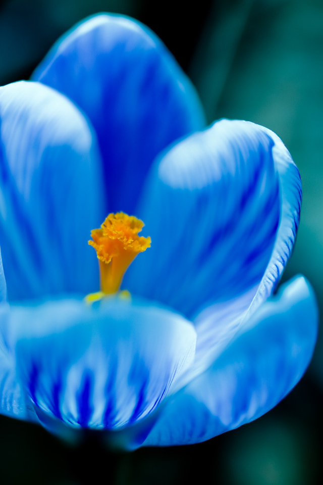 Крокус прекрасные весенние цветы       