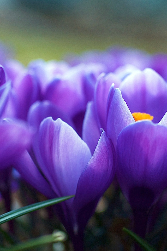 Цветы крокуса