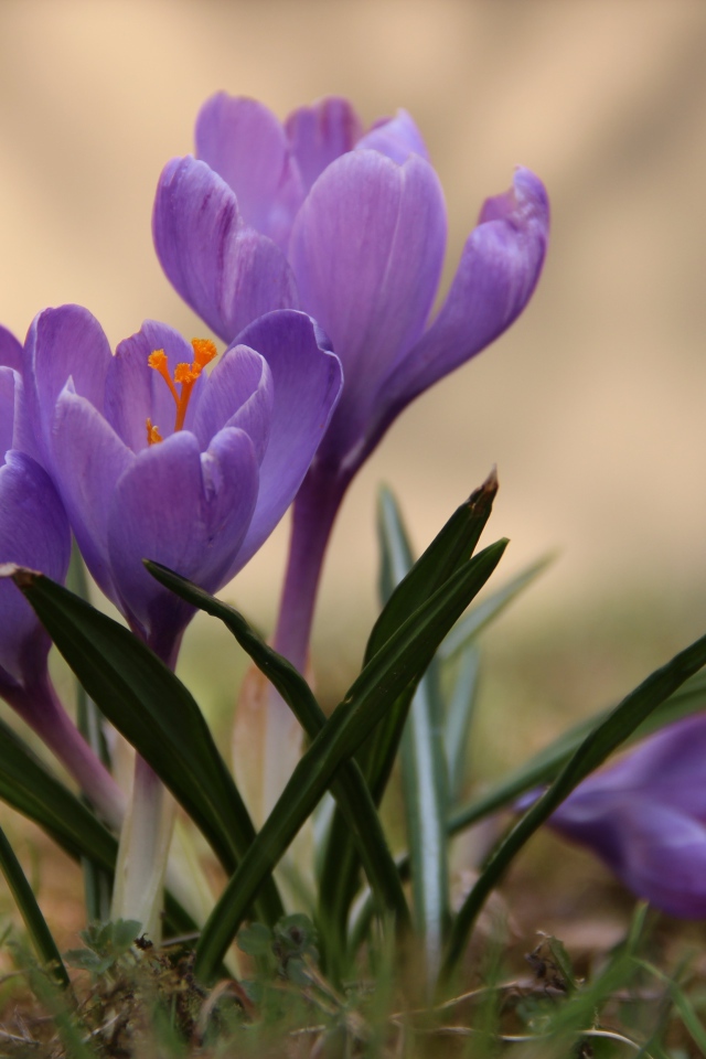 Цветы крокусы в лесу