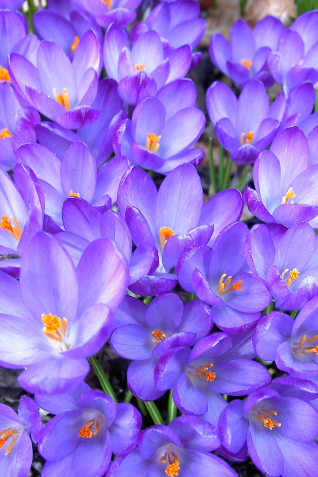 Цветы крокус в саду