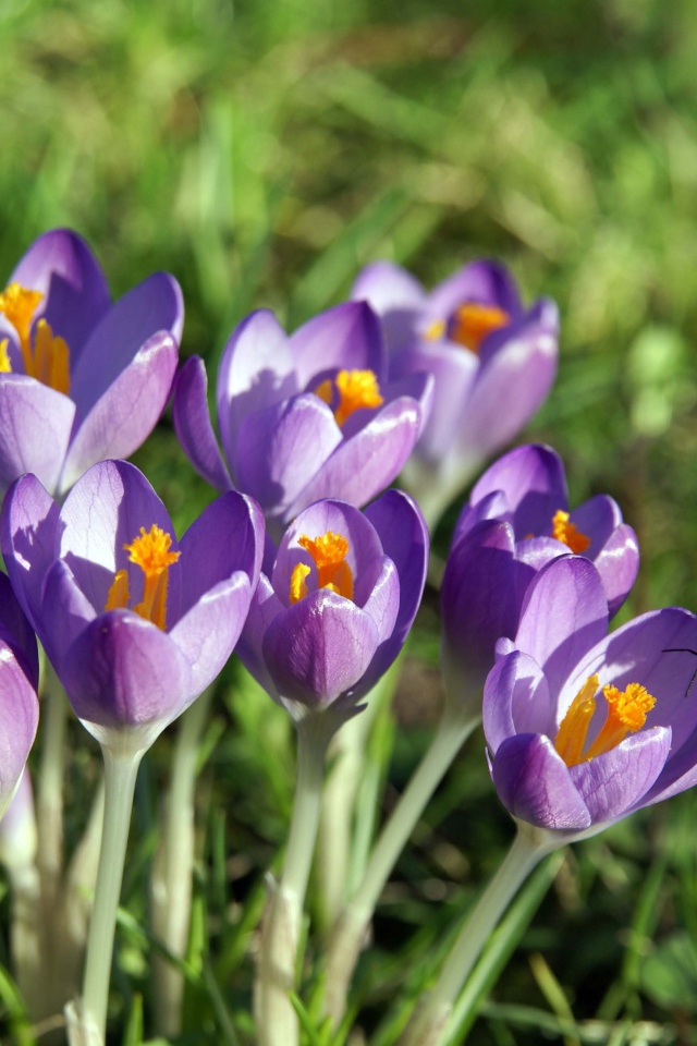 Крокус-цветы весны