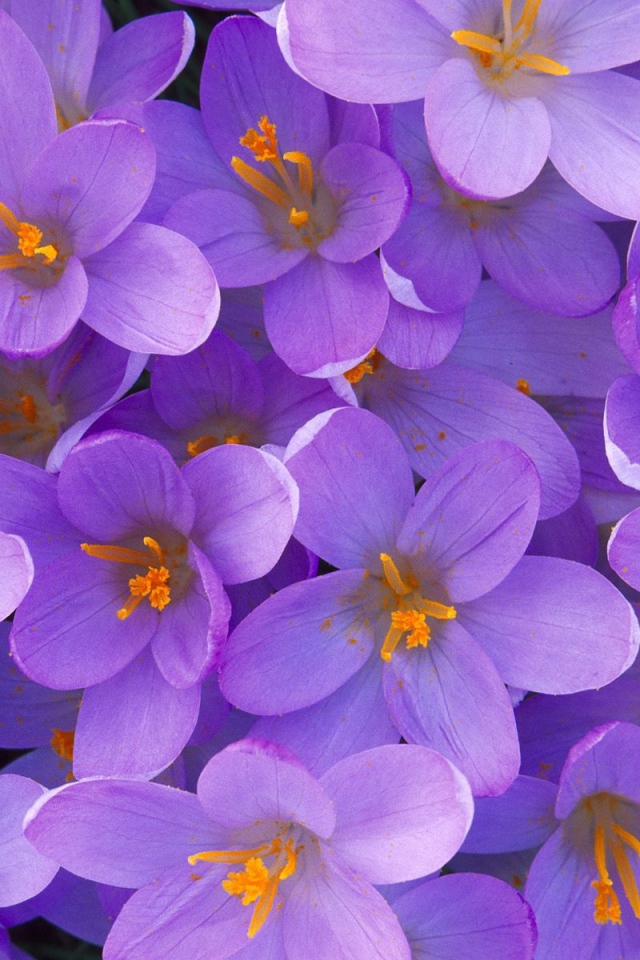 Крокусы из Кентукки