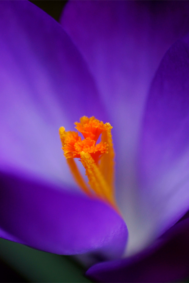 Весенние цветы Крокус