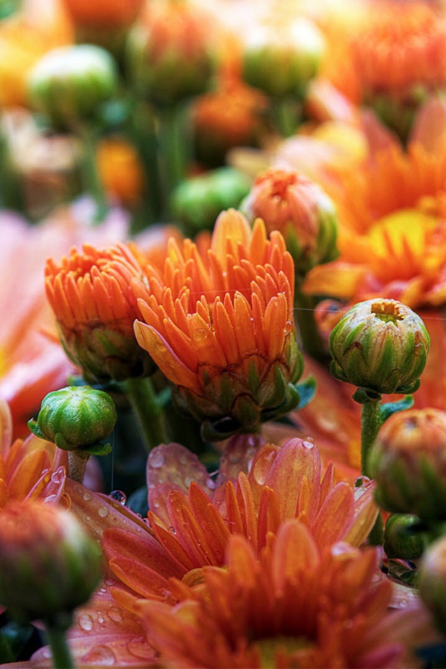 Милые ромашки