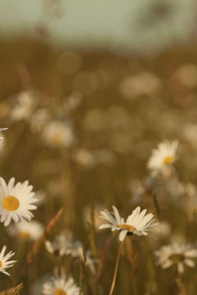 Ромашки на размытом фоне