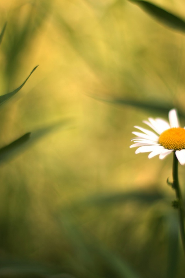 Полевая ромашка