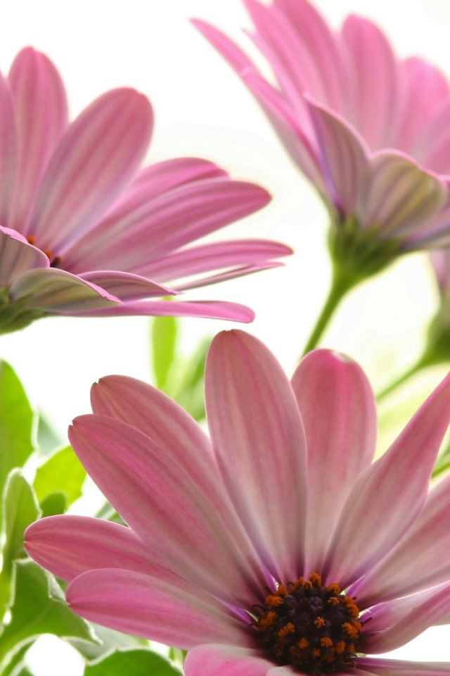 Цветы маргаритки цветут