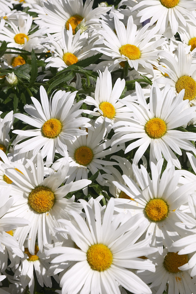 Цветы маргаритки зацвели в саду