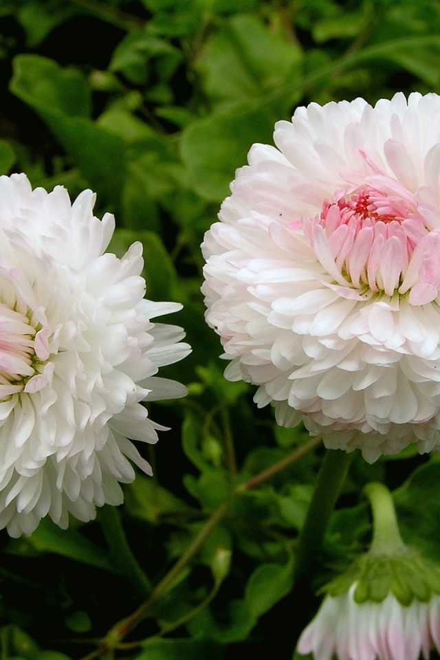 Цветы маргаритки в саду