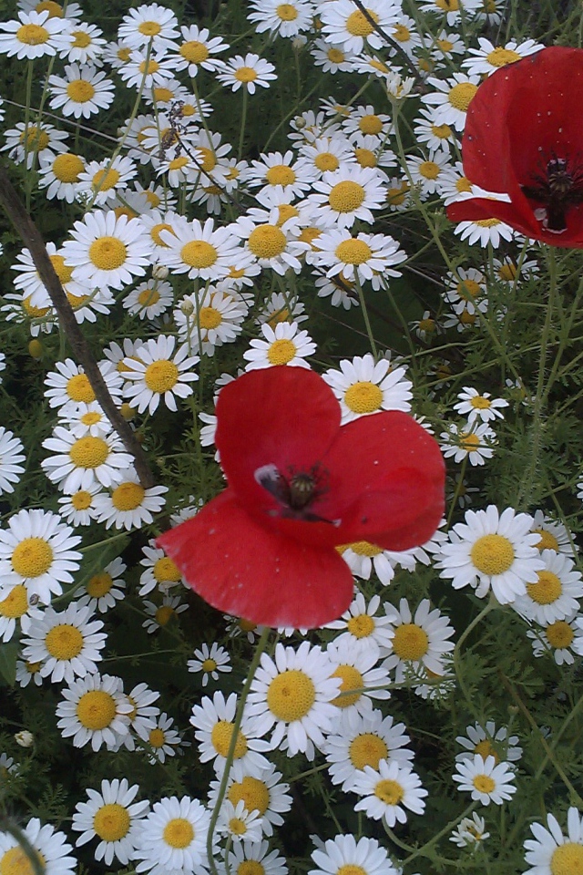Цветы маргаритки с красным маком