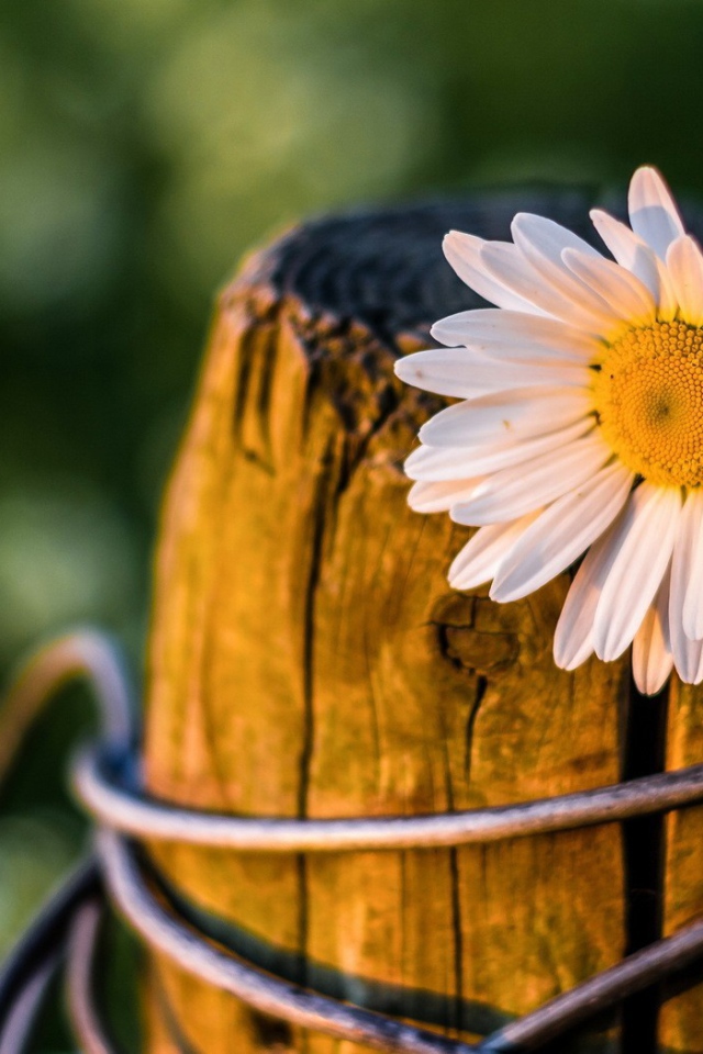 Ромашка на пне