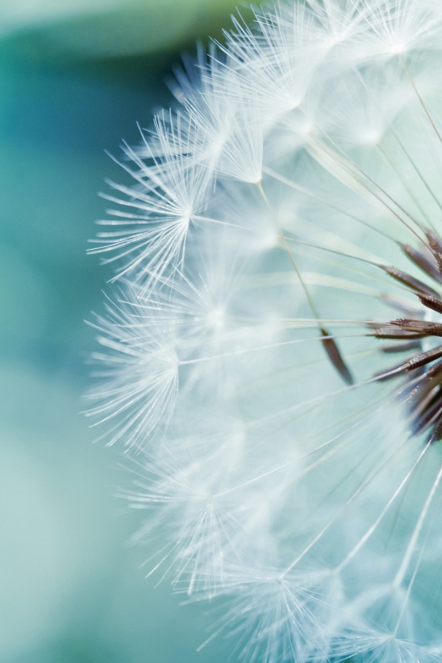 Созревший одуванчик