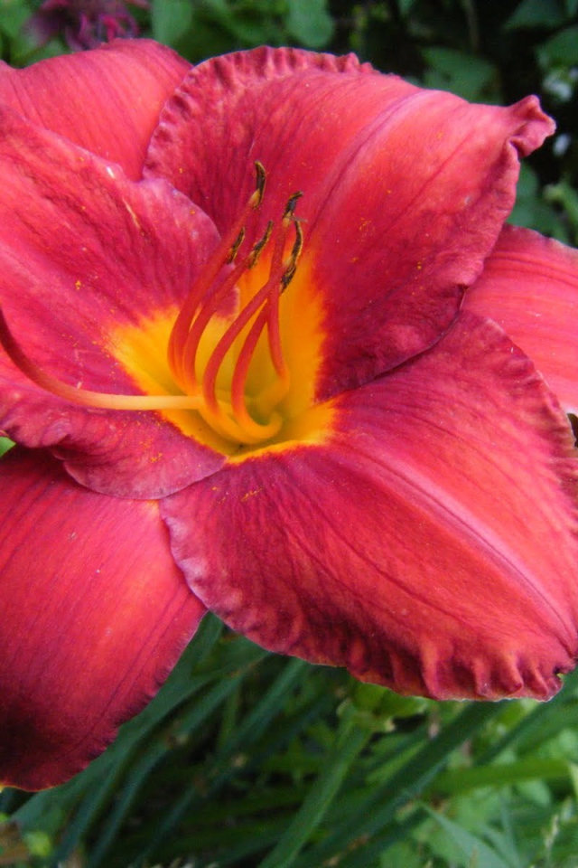 Выращивание цветов лилейник в саду