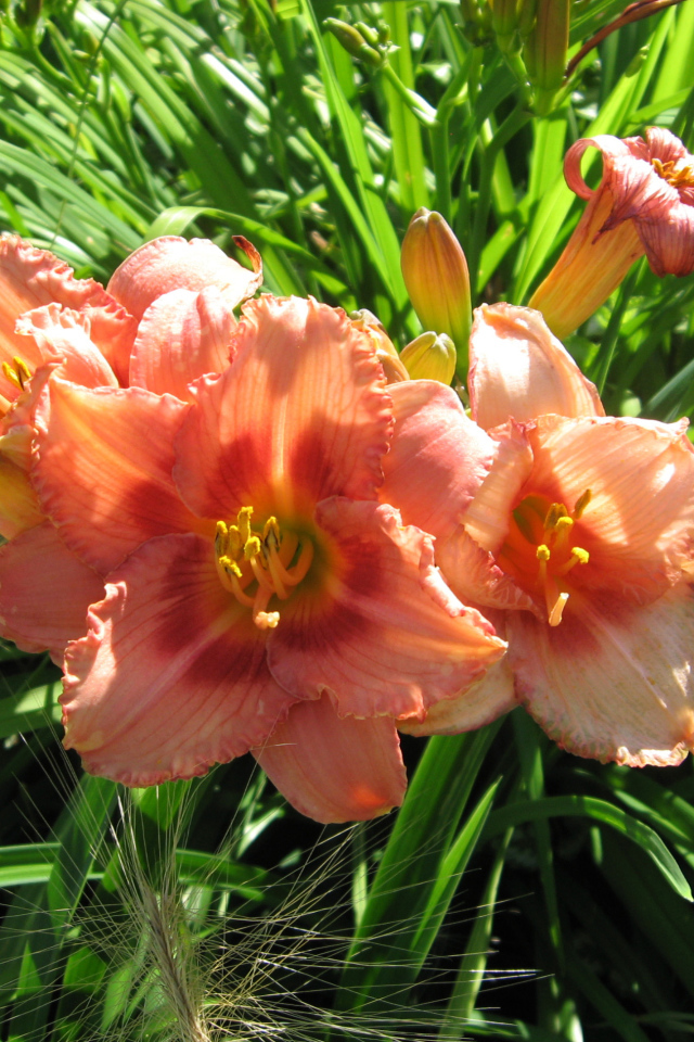 Садовые цветы лилейник на дачном участке