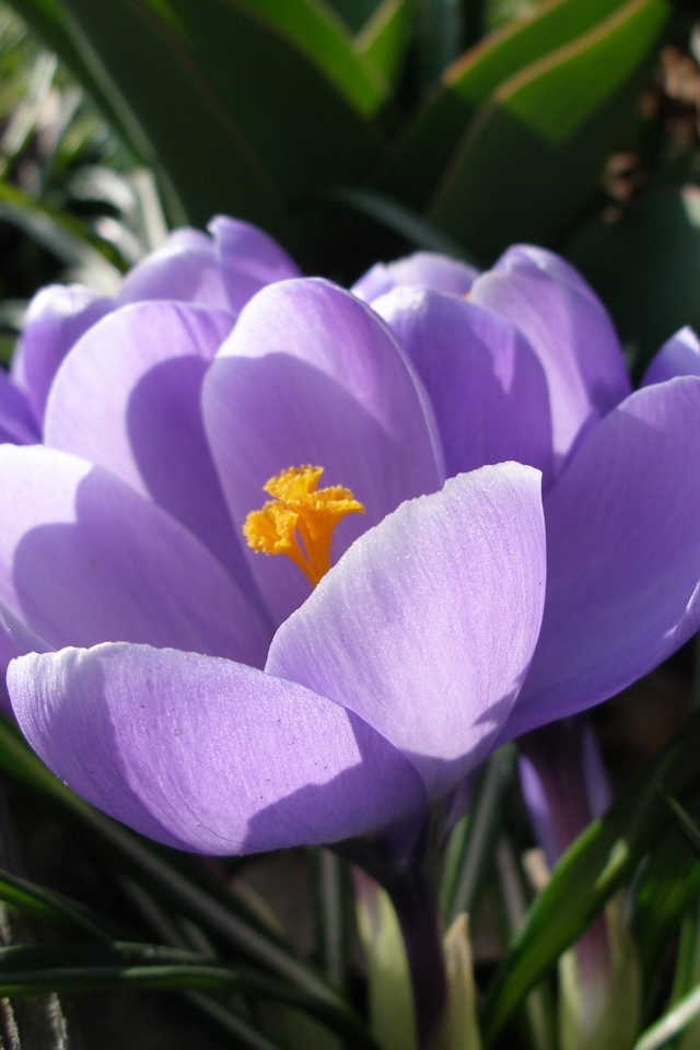 Ослепительные цветы крокус
